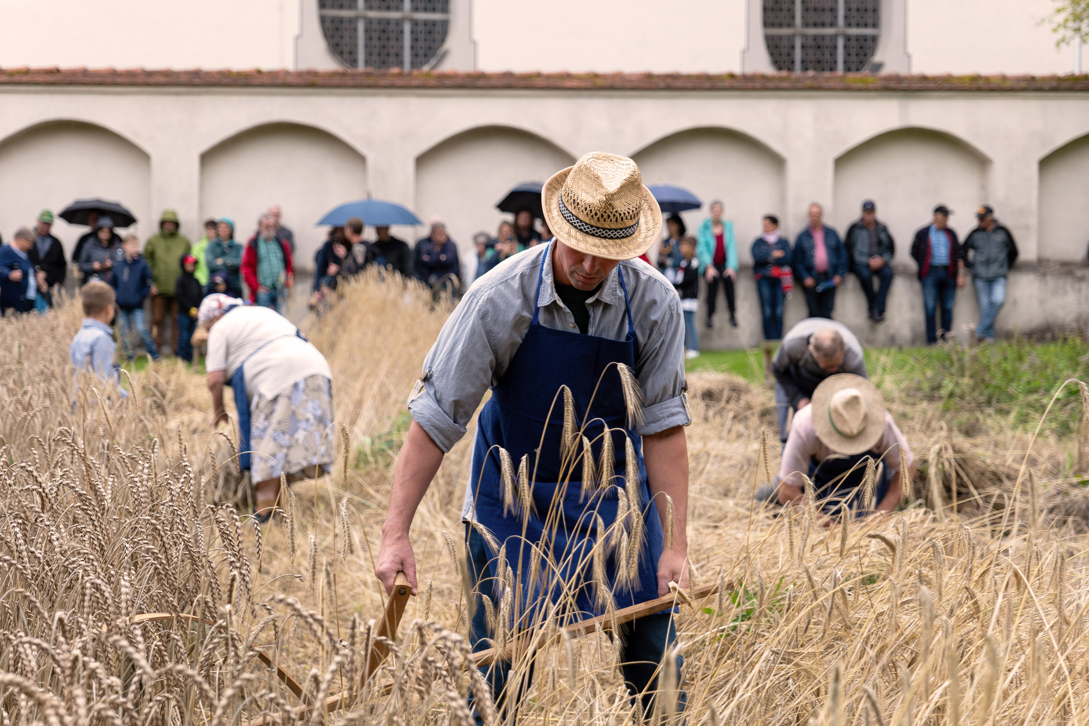 Das Getreide auf dem Musterfeld wird an diesem Tag wie früher von Hand geerntet - Foto: Matthias Meyer, Museum KulturLand Ries