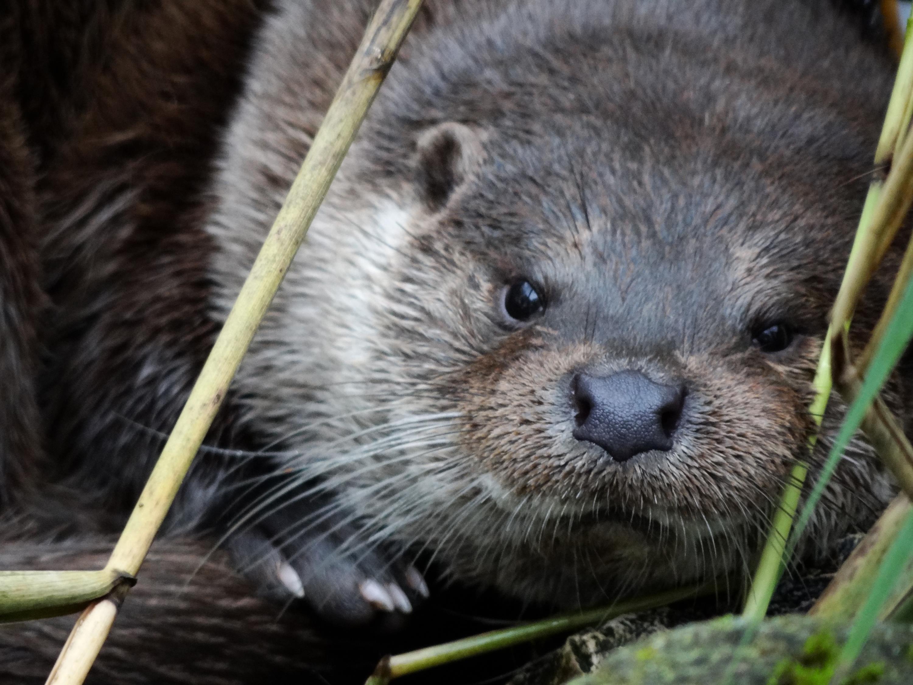 Der streng geschützte Fischotter breitet sich seit den 1990er-Jahren über Österreich und Tschechien in Bayern aus und wir auch Schwaben vollständig besiedeln. - Foto: Mark Schütze