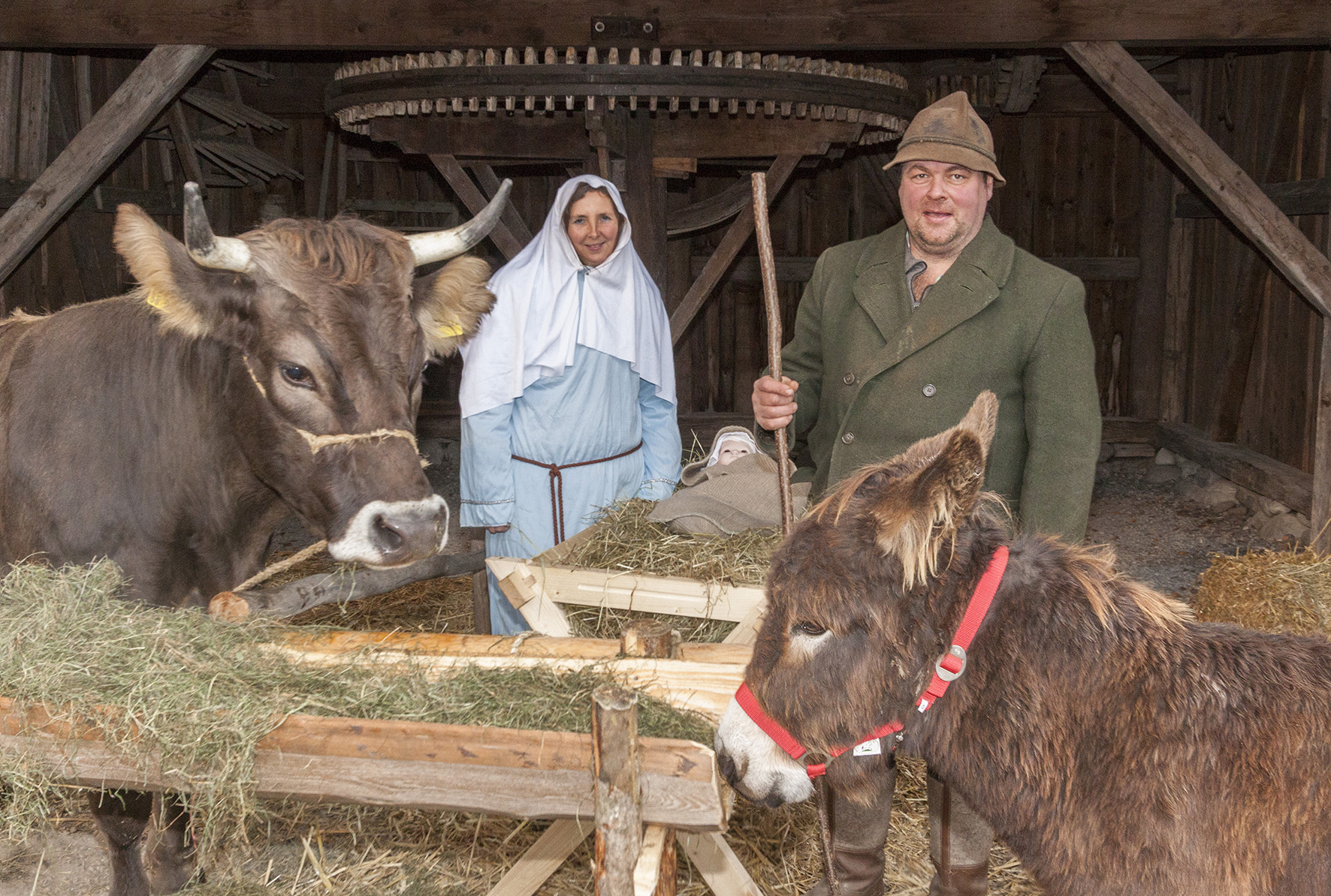 Die lebende Weihnachtskrippe mit Maria und Joseph, Ochs und Esel ist eine ganz besondere Attraktion. Für Museumslandwirt Helmut Brader eine besondere Freude.