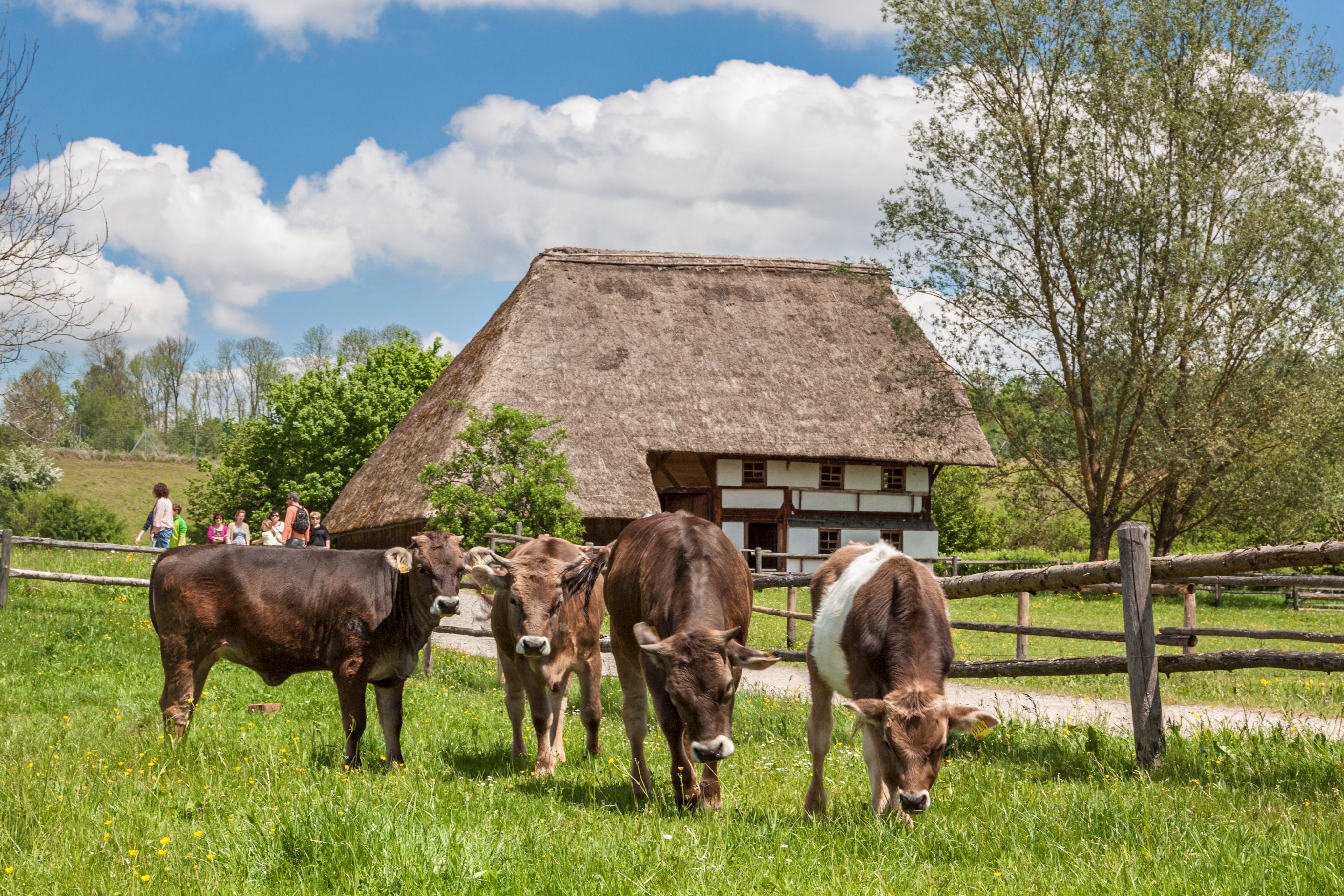 Foto von Kühen auf einer Wiese, im Hintergrund ein altes Bauernhaus