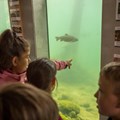 In Schauaquarien können Besucher schwäbische Fischarten bestaunen.