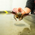 Krebse und andere Gewässerlebewesen werden im Fischereihof Salgen nachgezüchtet.