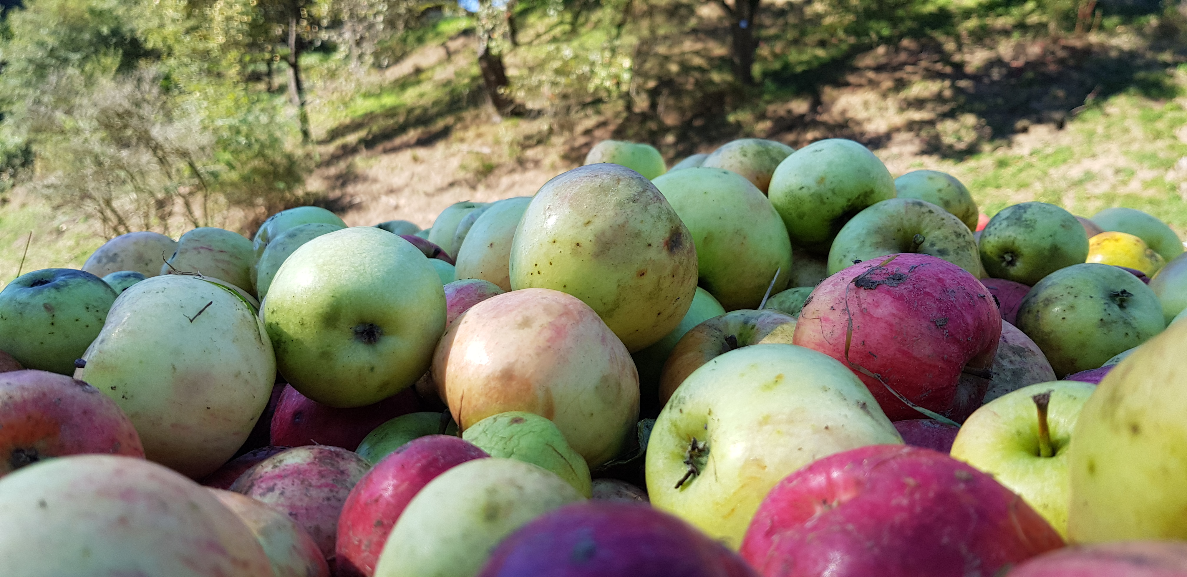 Sortenbestimmung von Äpfeln und Birnen - Öko-Markt 2019 auf dem Gelände des Klosters Roggenburg