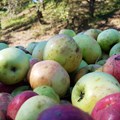 Äpfel und Birnen - Schätze der Region