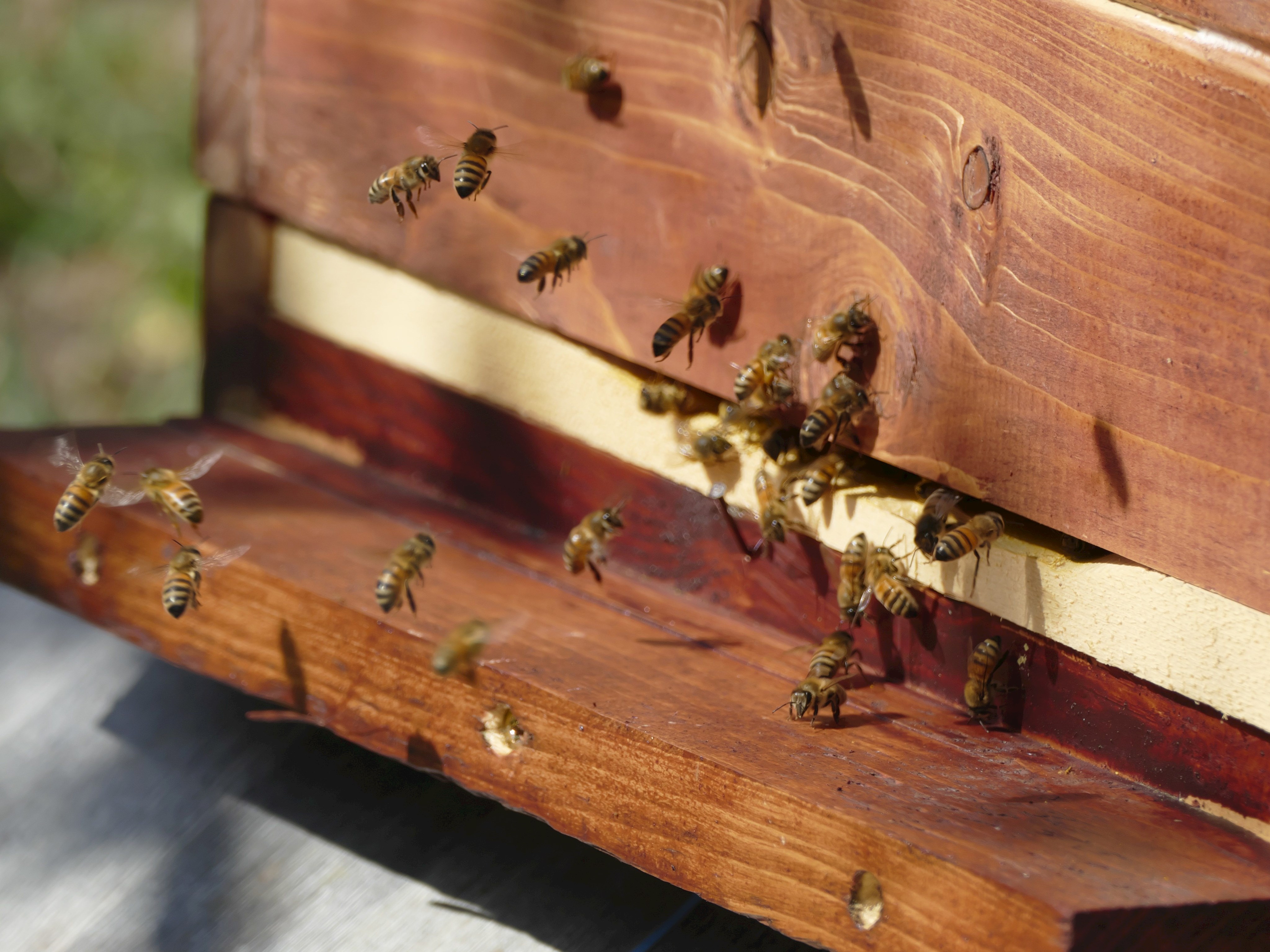 Die Honigmacher: Bienen und Imker, öffentliche Führung im Museum KulturLand Ries