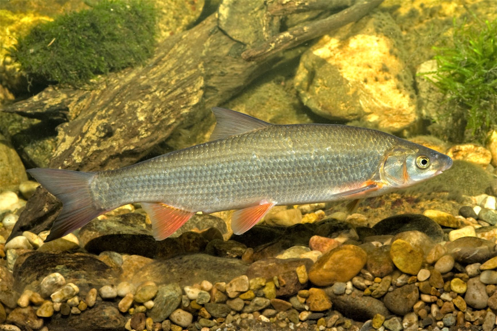 Tag der Fische: Hoffnung für bedrohte Arten in Schwaben